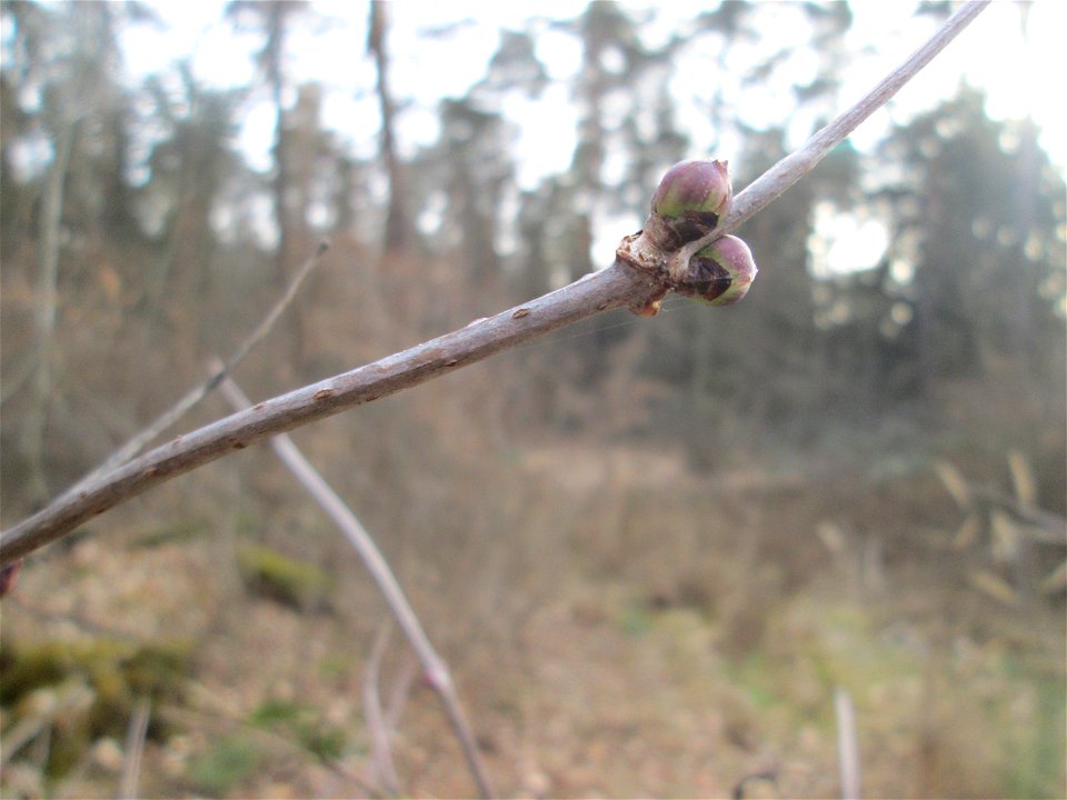 Roter Holunder (Sambucus racemosa) in der Schwetzinger Hardt