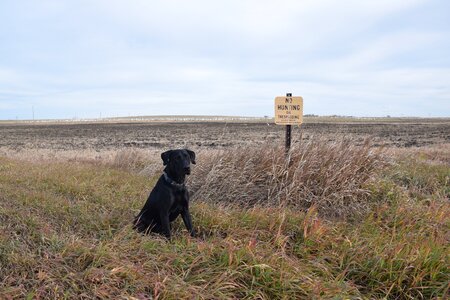 Dog labrador purebred