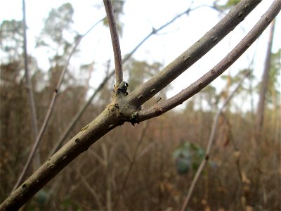Roter Holunder (Sambucus racemosa) in der Schwetzinger Hardt