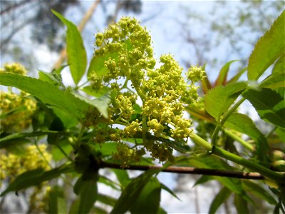Roter Holunder (Sambucus racemosa) in der Schwetzinger Hardt