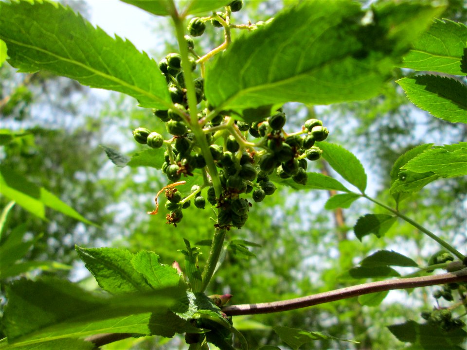 Roter Holunder (Sambucus racemosa) in der Schwetzinger Hardt