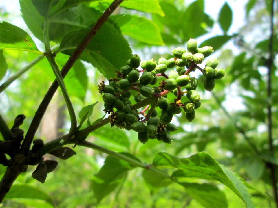 Roter Holunder (Sambucus racemosa) in der Schwetzinger Hardt