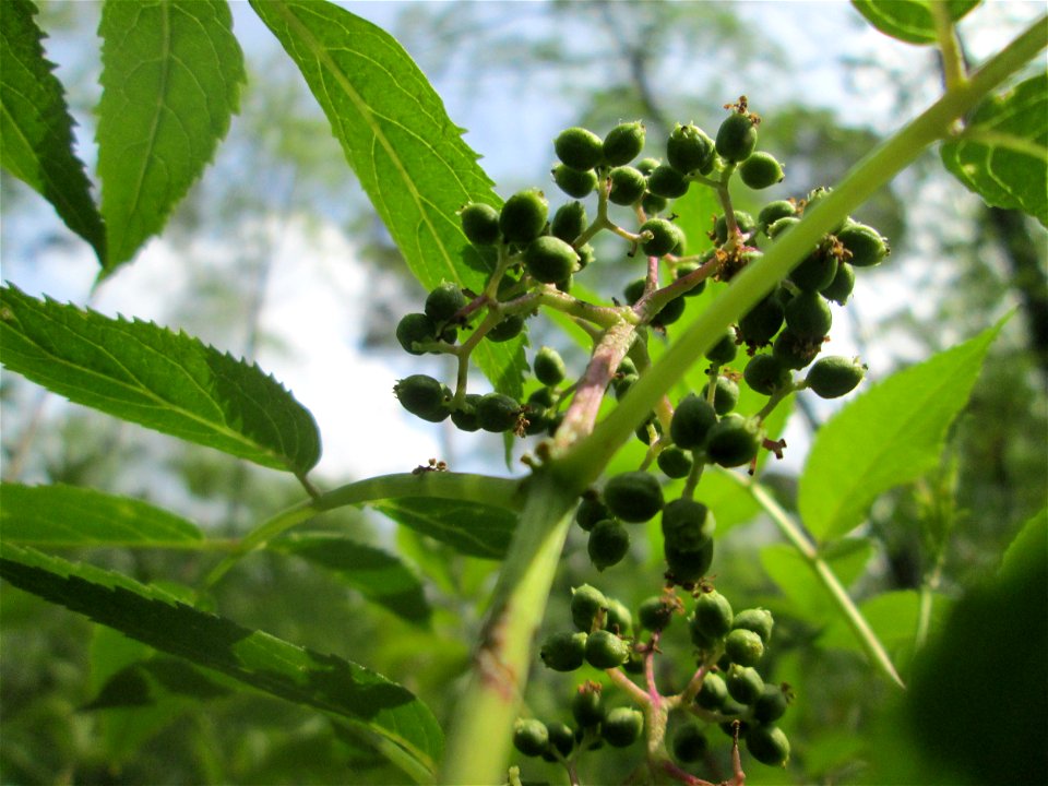 Roter Holunder (Sambucus racemosa) in der Schwetzinger Hardt