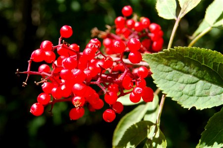 Elder