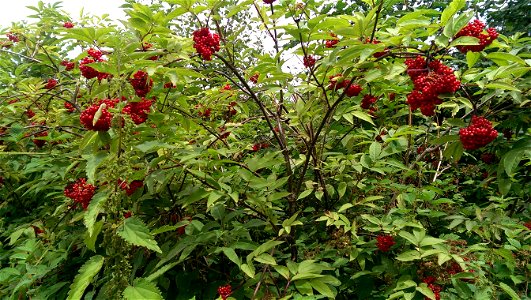 Sambucus racemosa

               Roter Holunder. Standort: bei Asweiler