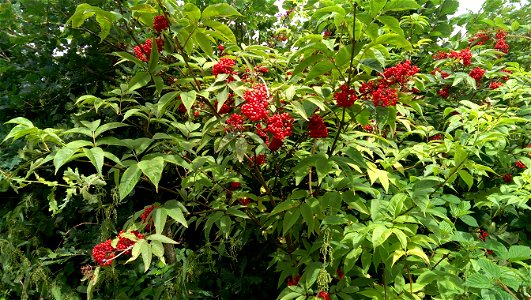 Sambucus racemosa

               Roter Holunder. Standort: bei Asweiler