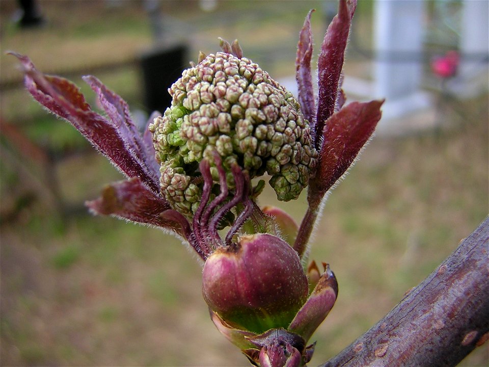Sambucus racemosa. Flower buds and young leaves. Russia, Ivanovo Oblast, May 2006