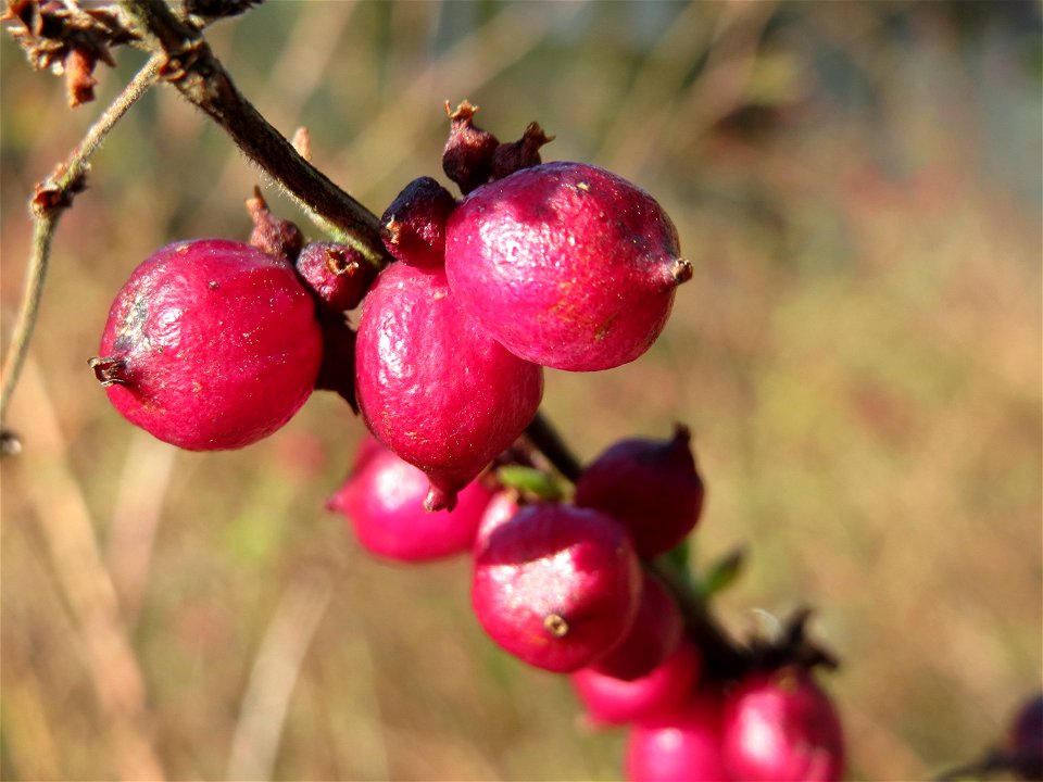 Korallenbeere (Symphoricarpos orbiculatus) an der Denkmalstraße in Sankt Arnual