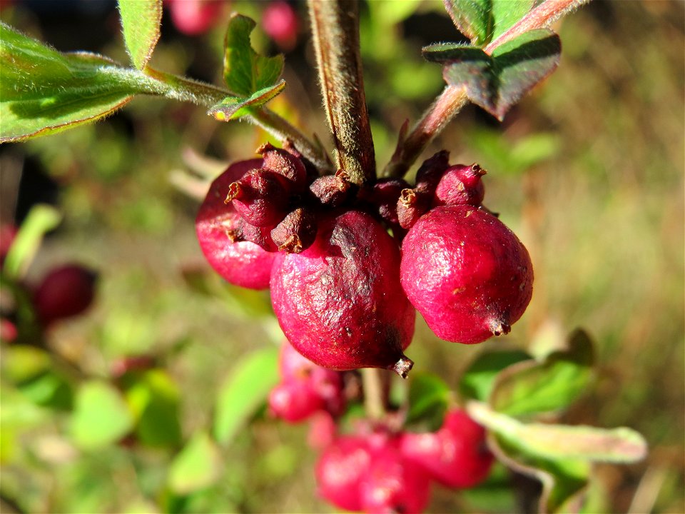 Korallenbeere (Symphoricarpos orbiculatus) an der Denkmalstraße in Sankt Arnual
