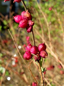 Korallenbeere (Symphoricarpos orbiculatus) an der Denkmalstraße in Sankt Arnual