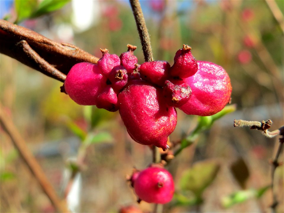 Korallenbeere (Symphoricarpos orbiculatus) an der Denkmalstraße in Sankt Arnual