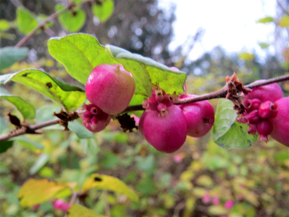 Korallenbeere (Symphoricarpos orbiculatus) in Saarbrücken