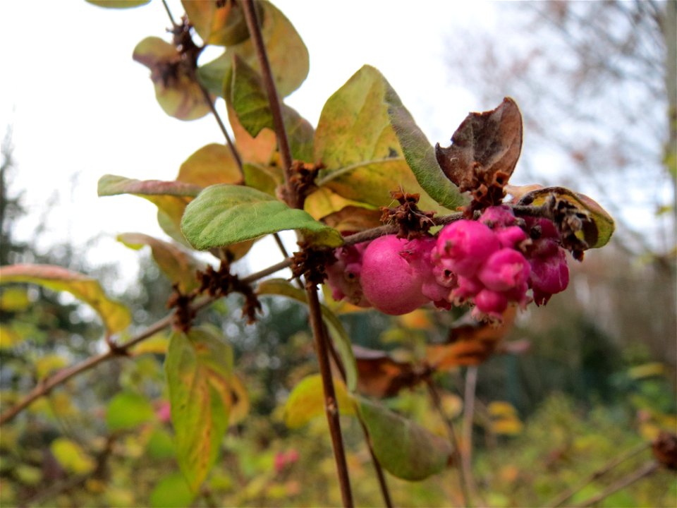 Korallenbeere (Symphoricarpos orbiculatus) in Saarbrücken