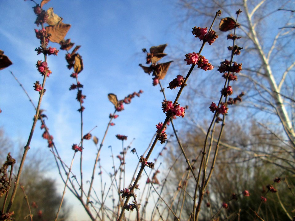 Korallenbeere (Symphoricarpos orbiculatus) bei Reilingen - eingeschleppt aus Nordamerika und nicht so stark verbreitet wie die verwandte Schneebeere