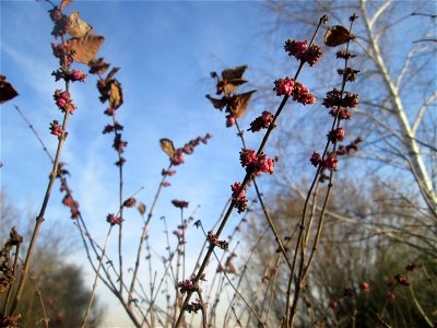 Korallenbeere (Symphoricarpos orbiculatus) bei Reilingen - eingeschleppt aus Nordamerika und nicht so stark verbreitet wie die verwandte Schneebeere
