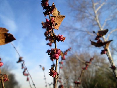 Korallenbeere (Symphoricarpos orbiculatus) bei Reilingen - eingeschleppt aus Nordamerika und nicht so stark verbreitet wie die verwandte Schneebeere