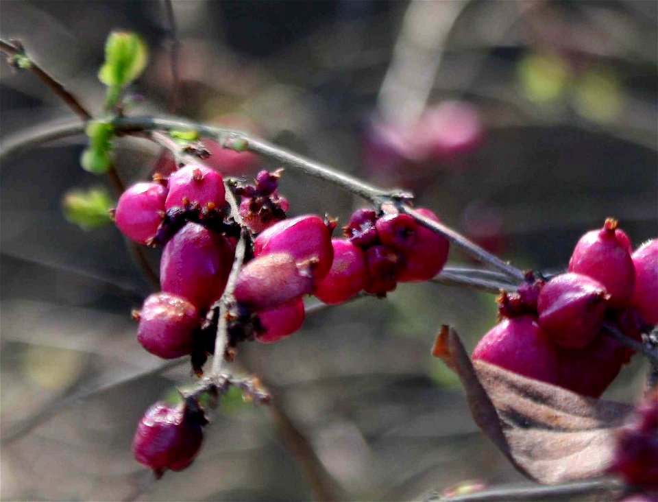 Symphoricarpus_orbiculare, fruits, Brno, CR