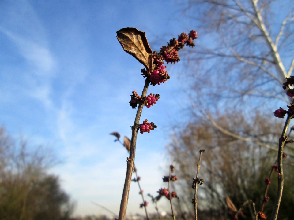 Korallenbeere (Symphoricarpos orbiculatus) bei Reilingen - eingeschleppt aus Nordamerika und nicht so stark verbreitet wie die verwandte Schneebeere