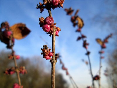 Korallenbeere (Symphoricarpos orbiculatus) bei Reilingen - eingeschleppt aus Nordamerika und nicht so stark verbreitet wie die verwandte Schneebeere
