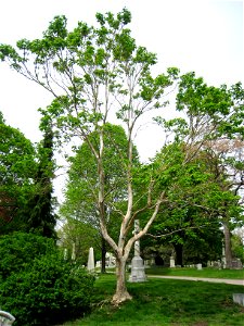 Heptacodium miconioides - specimen in Mount Auburn Cemetery, Cambridge, Massachusetts, USA.