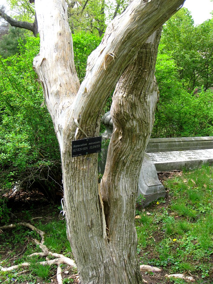 Heptacodium miconioides - specimen in Mount Auburn Cemetery, Cambridge, Massachusetts, USA.