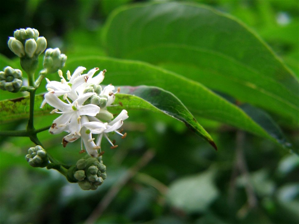 Heptacodium miconioides flowers.