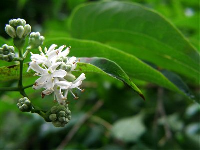Heptacodium miconioides flowers.