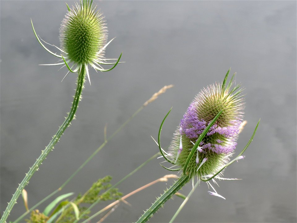 Wilde Karde (Dipsacus fullonum) an der Saar in Saarbrücken