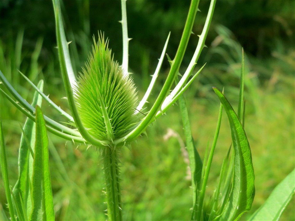 Wilde Karde (Dipsacus fullonum) am Geißböckelgraben bei Philippsburg