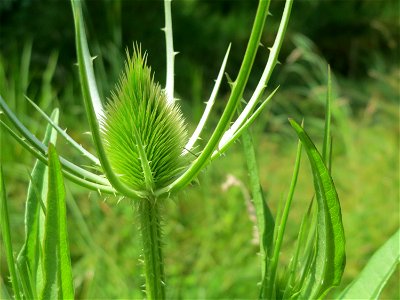 Wilde Karde (Dipsacus fullonum) am Geißböckelgraben bei Philippsburg