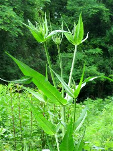 Wilde Karde (Dipsacus fullonum) im Meerwald bei Bübingen
