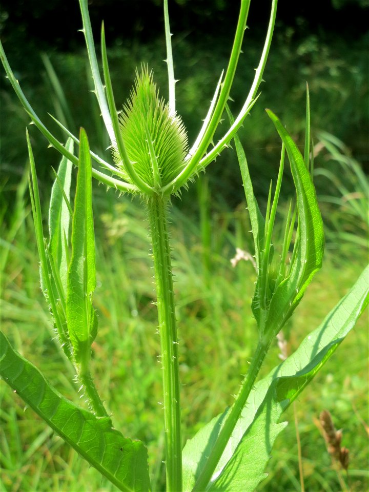 Wilde Karde (Dipsacus fullonum) am Geißböckelgraben bei Philippsburg