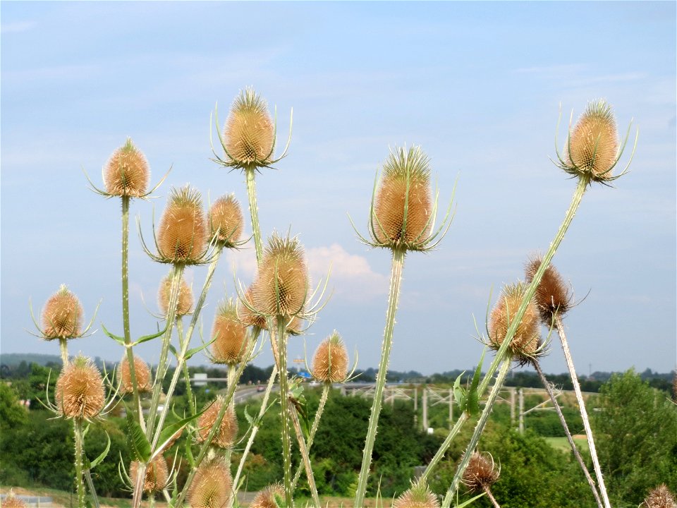 Wilde Karde (Dipsacus fullonum) bei Wiesbaden-Nordenstadt