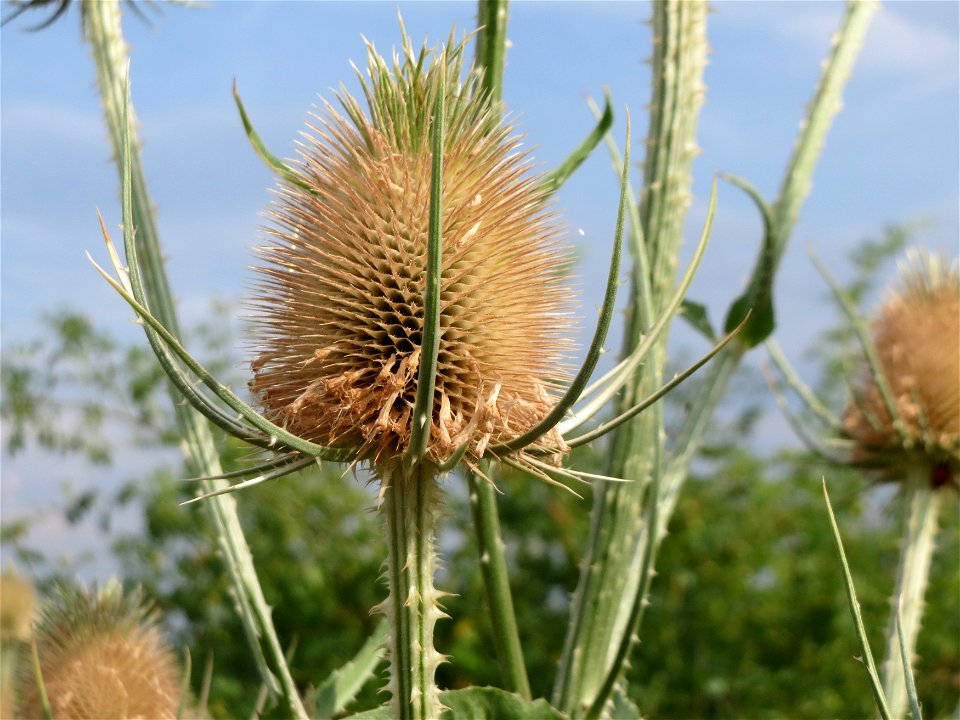 Wilde Karde (Dipsacus fullonum) bei Wiesbaden-Nordenstadt