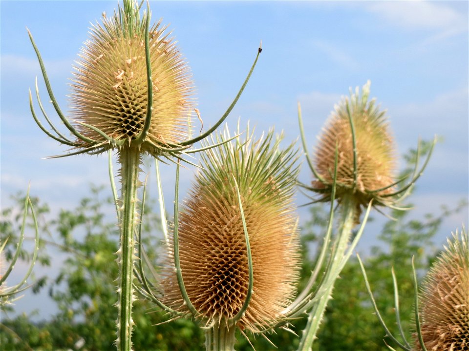 Wilde Karde (Dipsacus fullonum) bei Wiesbaden-Nordenstadt