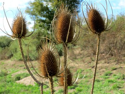 Wilde Karde (Dipsacus fullonum) an der A61 in Hockenheimer Rheinbogen