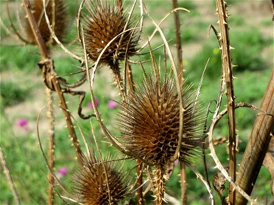 Wilde Karde (Dipsacus fullonum) an der A61 in Hockenheimer Rheinbogen