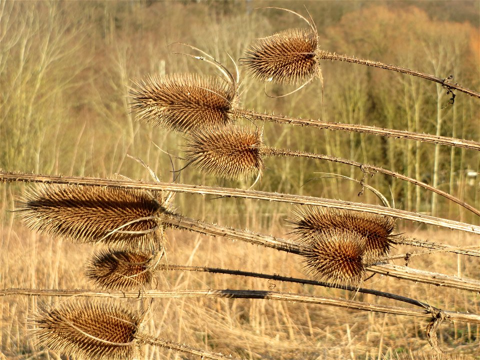 Wilde Karde (Dipsacus fullonum) im Naturschutzgebiet "St. Arnualer Wiesen"
