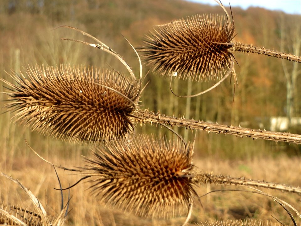 Wilde Karde (Dipsacus fullonum) im Naturschutzgebiet "St. Arnualer Wiesen"