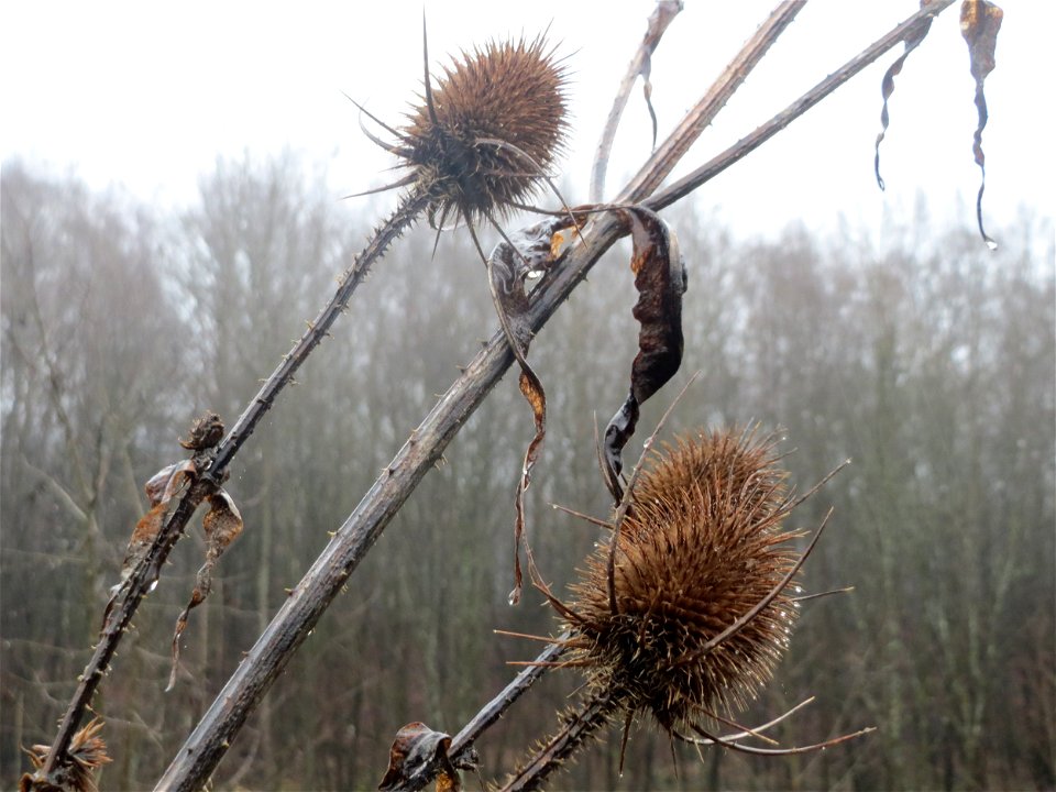 Wilde Karde (Dipsacus fullonum) beim Steinbachschacht