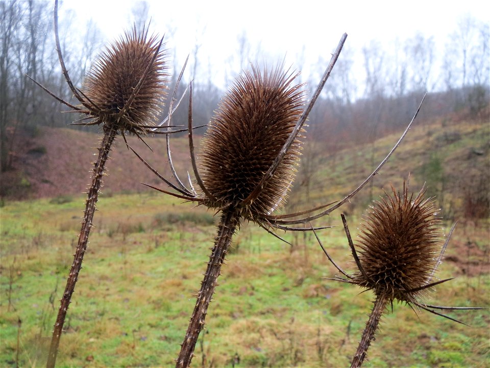Wilde Karde (Dipsacus fullonum) beim Steinbachschacht