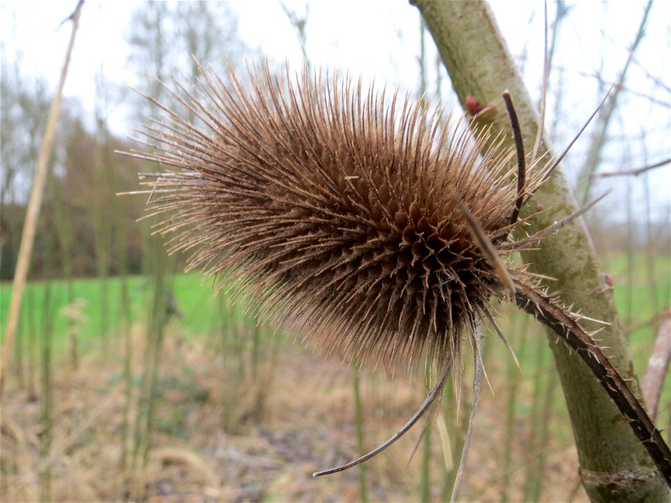Wilde Karde (Dipsacus fullonum) in der Saaraue Güdingen