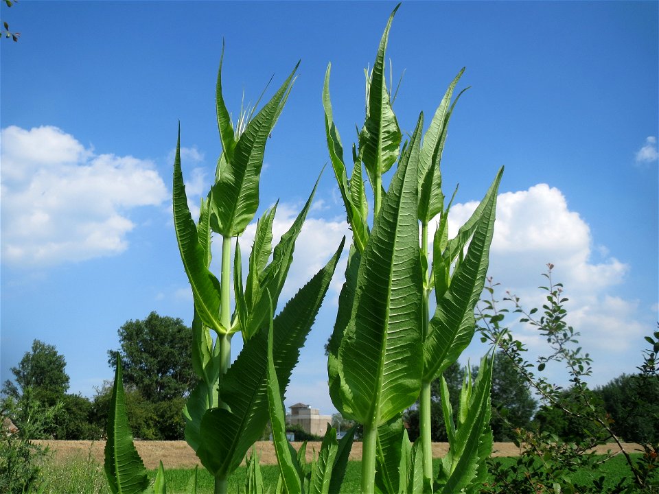 Wilde Karde (Dipsacus fullonum) im Landschaftsschutzgebiet Hockenheimer Rheinbogen