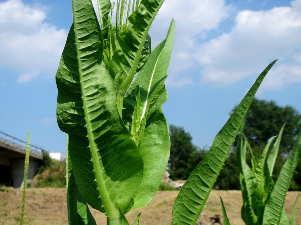 Wilde Karde (Dipsacus fullonum) im Landschaftsschutzgebiet Hockenheimer Rheinbogen