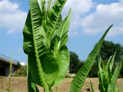 Wilde Karde (Dipsacus fullonum) im Landschaftsschutzgebiet Hockenheimer Rheinbogen