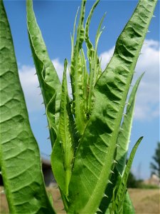 Wilde Karde (Dipsacus fullonum) im Landschaftsschutzgebiet Hockenheimer Rheinbogen