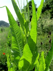 Wilde Karde (Dipsacus fullonum) im Landschaftsschutzgebiet Hockenheimer Rheinbogen