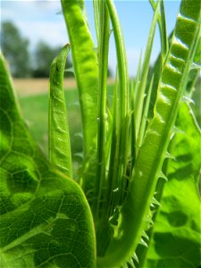 Wilde Karde (Dipsacus fullonum) im Landschaftsschutzgebiet Hockenheimer Rheinbogen