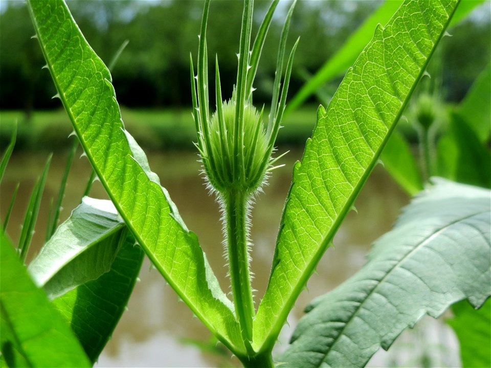 Wilde Karde (Dipsacus fullonum) an der Saar in Saarbrücken