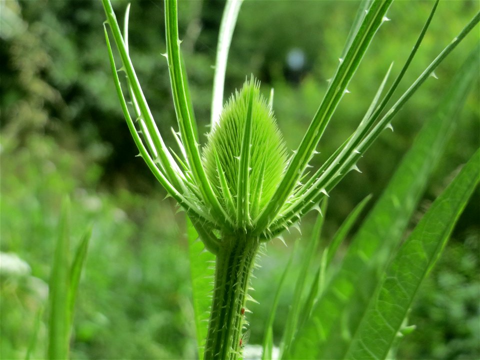 Wilde Karde (Dipsacus fullonum) an der Saar in Saarbrücken